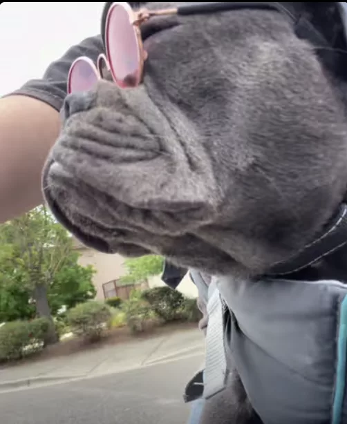 Frenchie Graduates from EV Bike to Electric Motorcycle !